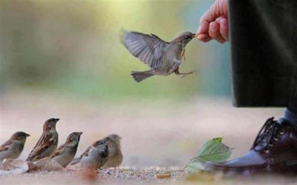 دنیا دار مکافات است