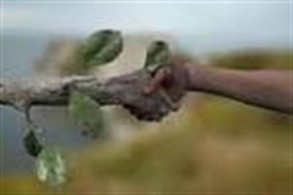 نقش طبیعت در اخلاق